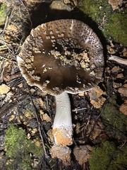 Amanita nothofagi