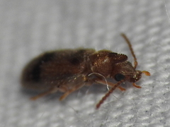 Notoxus monodon
