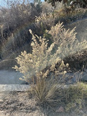 Brickellia veronicifolia