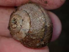 Helminthoglypta nickliniana