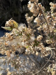 Brickellia veronicifolia