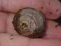 Helminthoglypta nickliniana