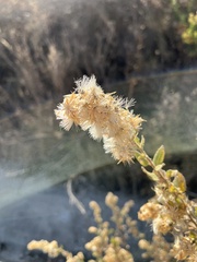 Brickellia veronicifolia