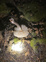 Amanita nothofagi