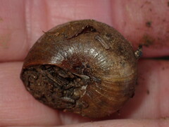 Helminthoglypta nickliniana