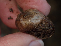 Helminthoglypta nickliniana