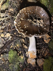Amanita nothofagi