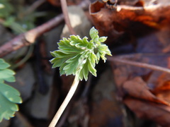 Corydalis