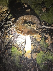 Amanita nothofagi