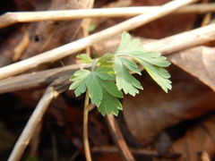 Corydalis