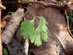 Corydalis