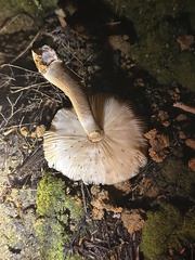 Amanita nothofagi