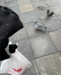 Columba livia domestica