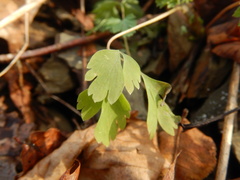Corydalis