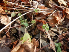 Corydalis