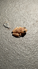 Eleutherodactylus coqui