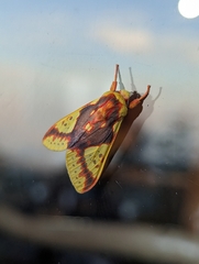 Symphlebia