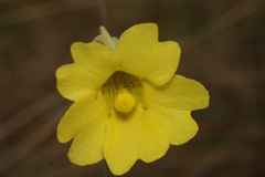 Pinguicula lutea