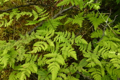 Gymnocarpium dryopteris