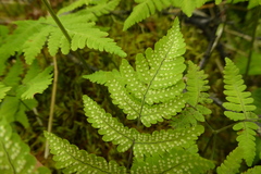 Gymnocarpium dryopteris
