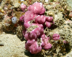 Didemnum membranaceum