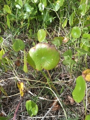 Hydrocotyle verticillata triradiata