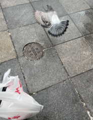 Columba livia domestica