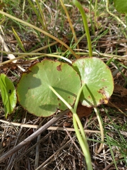 Hydrocotyle verticillata triradiata