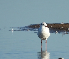 Chroicocephalus maculipennis