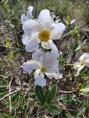 Theaceae