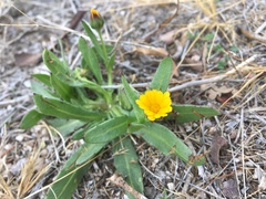 Hypochaeris glabra