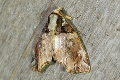 Drobeta