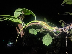 Anolis transversalis