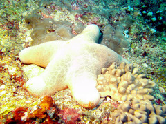 Choriaster granulatus