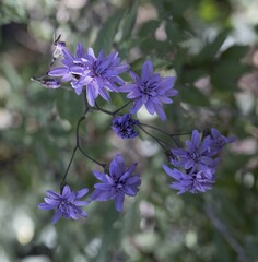 Calorezia prenanthoides