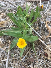 Hypochaeris glabra