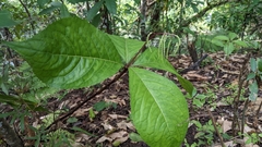 Chloranthus oldhamii