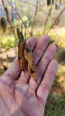 Sesbania vesicaria