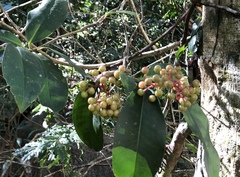 Ardisia