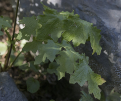 Calorezia prenanthoides