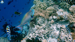 Cetoscarus ocellatus