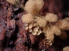 Arcyria obvelata