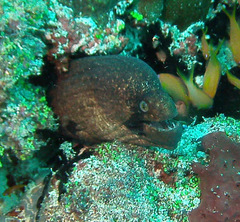 Gymnothorax breedeni