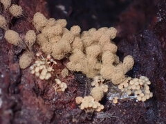 Arcyria obvelata