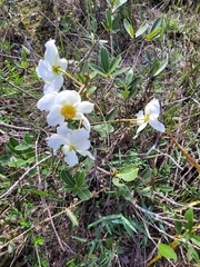 Theaceae