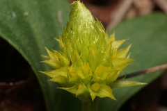 Polygala nana