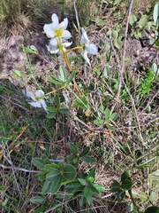 Theaceae