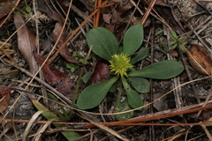 Polygala nana