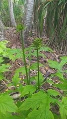 Tacca leontopetaloides