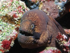 Blackcheek Moray photo 4